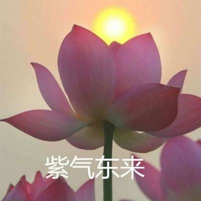 非人学园华为版本下载